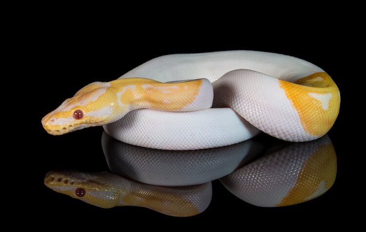 Pitón de bola albina