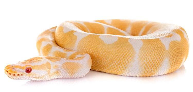 Serpiente Albina