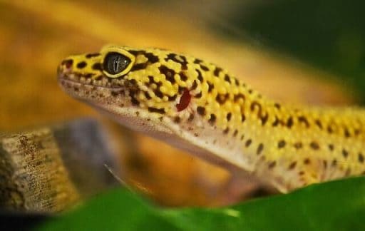 Alimentación del gecko leopardo domestico