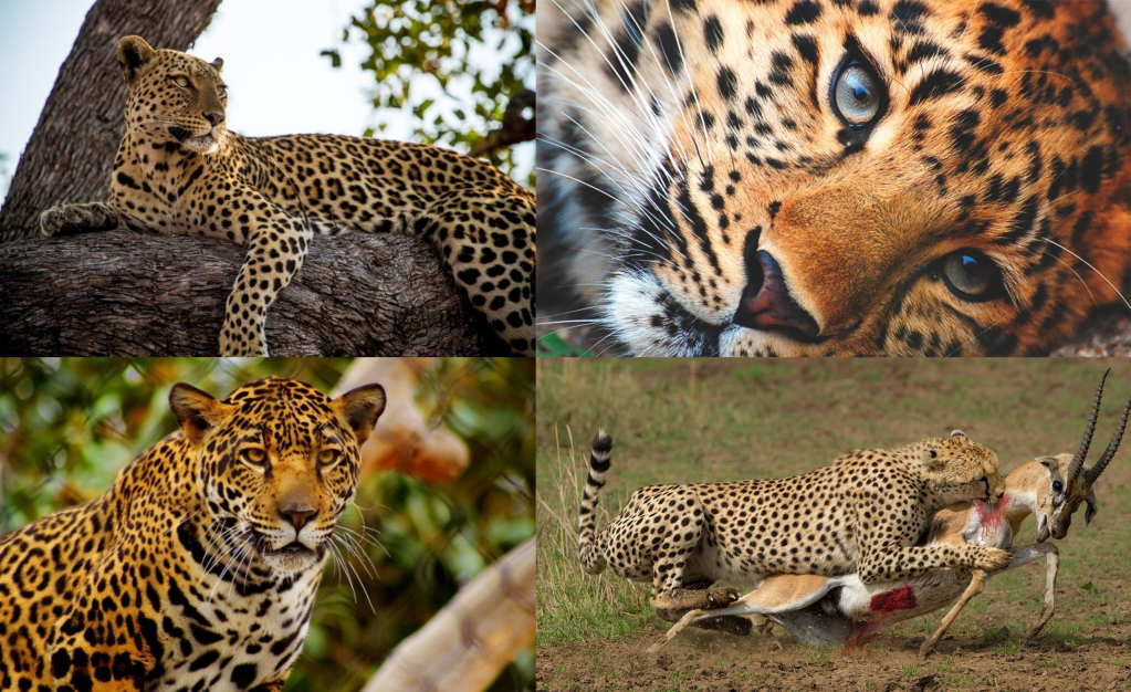 Alimentación leopardos