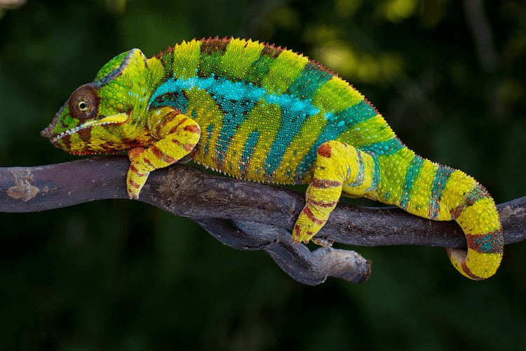 Camaleón pantera de Ambilobe