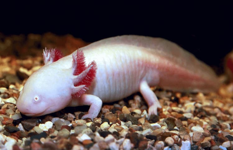 Ambystoma mexicanum