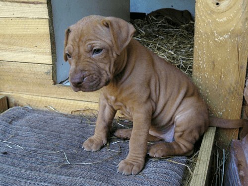 American Pitbull Terrier cachorro