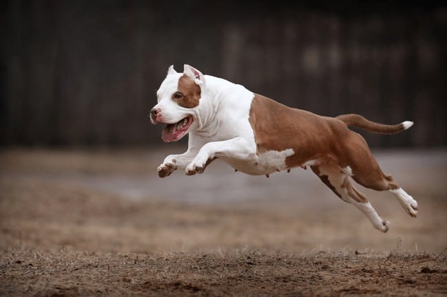 American Pitbull Terrier
