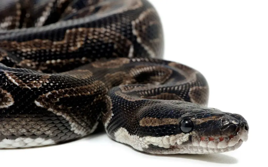 Pitón bola regurgitando