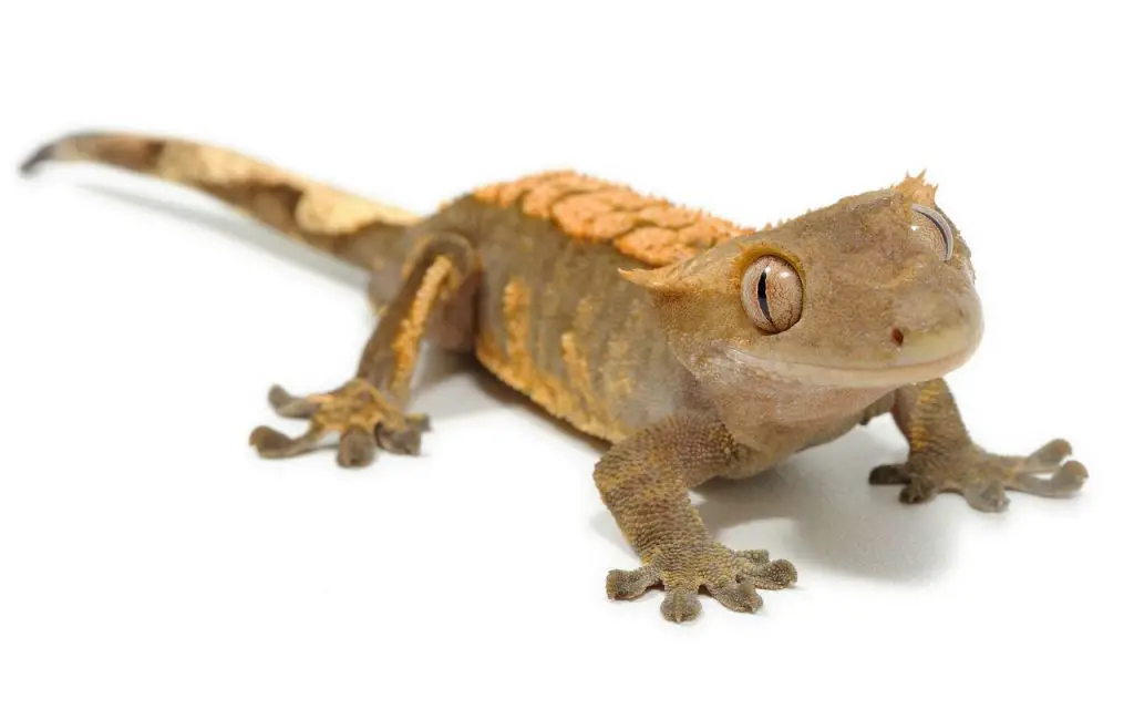 Cuidados del geco crestado