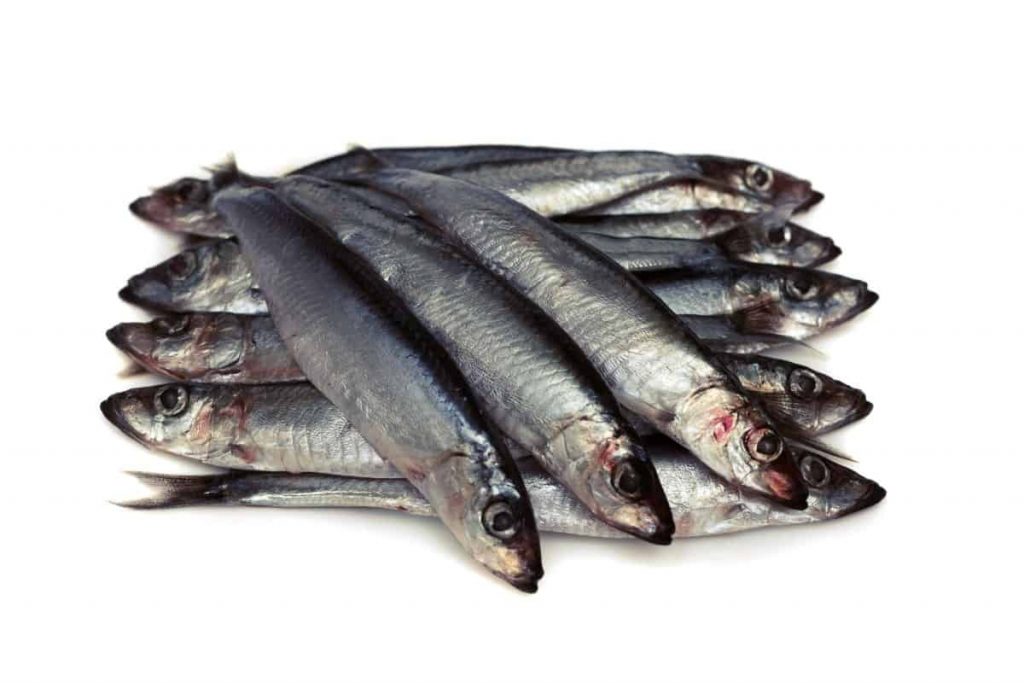 Anchoa o Boquerón