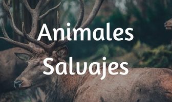 Animales salvajes