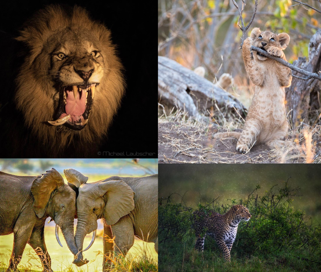 Animales de África increíbles