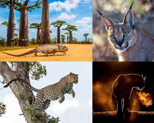 Animales de África nombres