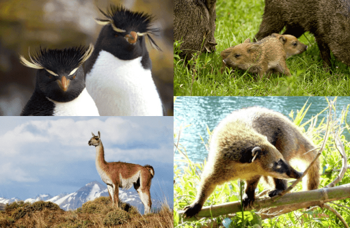 Animales de Argentina