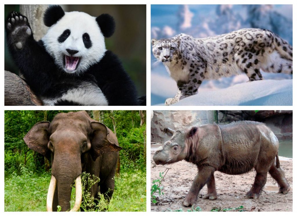 Animales de Asia en riesgo de extinción