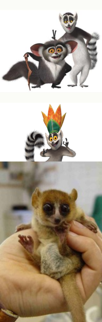 Animales de Madagascar