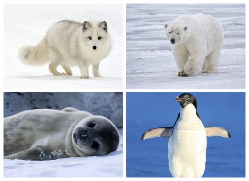 Animales de desiertos polares