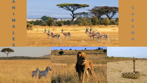 Animales de la sabana africana