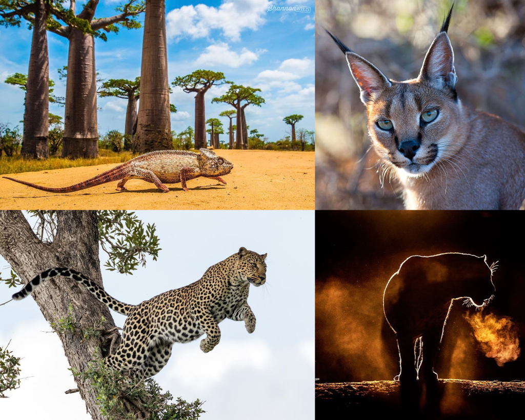Animales de África ¡23 Increíbles son Espectaculares! ® Animalesis