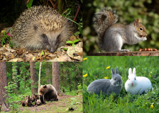 Animales del bosque