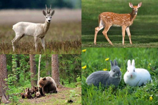 Animales del bosque