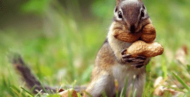 Animales herbívoros