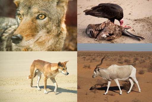 Animales que habitan en el desierto