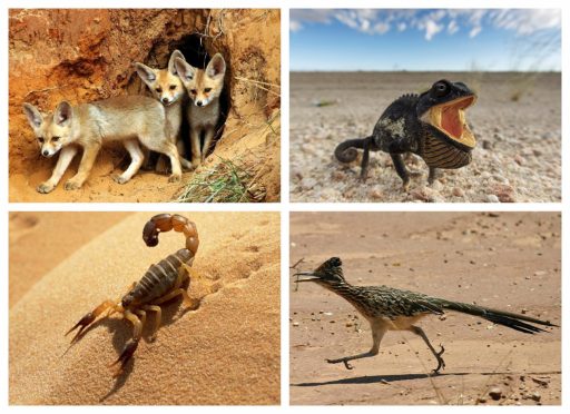 Animales que viven en el desierto mamíferos, reptiles, artrópodos y aves