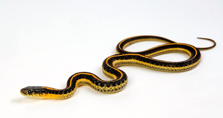 Serpiente de liga acuática sobre fondo blanco