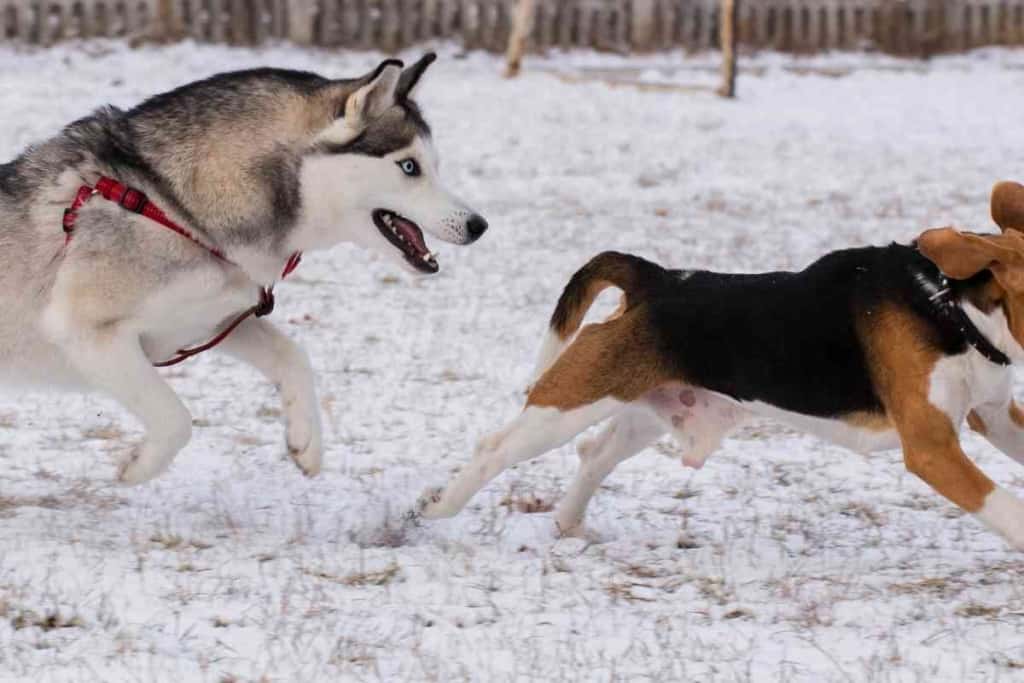 ¿Son los Huskies buenos con otros perros? ¿Qué pasa con los perros pequeños? 2 ¿Son los Huskies buenos con otros perros 1 ¿Son los Huskies buenos con otros perros? ¿Y los perros pequeños?