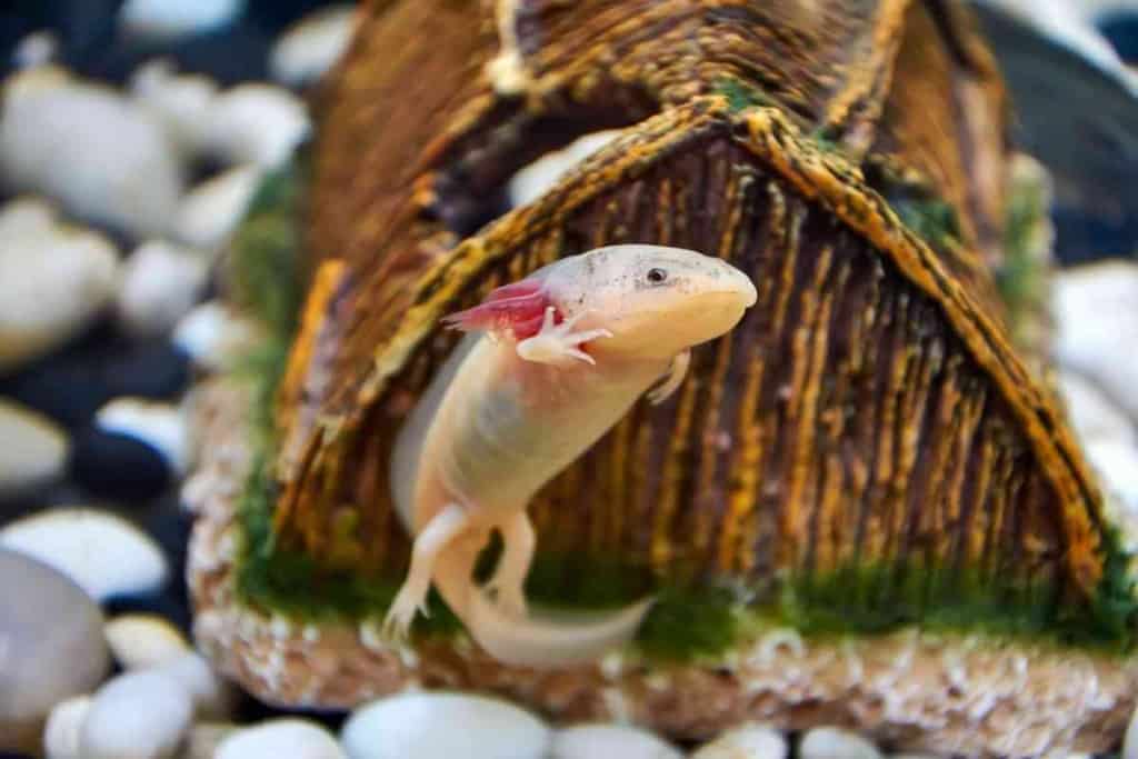 ¿Son iguales los Mudpuppies y los Axolotls? 2 ¿Son iguales los Mudpuppies y los Axolotls 1 1 ¿Son iguales los Mudpuppies y los Axolotls?