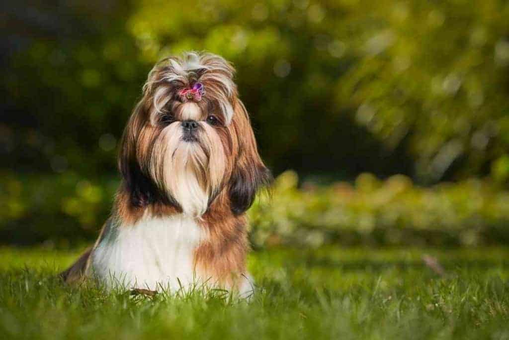 ¿Son los Shih Tzus agresivos? ¡La verdad! 2 ¿Son los Shih Tzus Agresivos 1 1 ¿Son los Shih Tzus Agresivos? ¡La verdad!