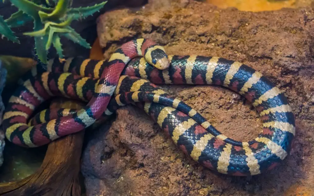 Cuidados de la Kingsnake de montaña de Arizona