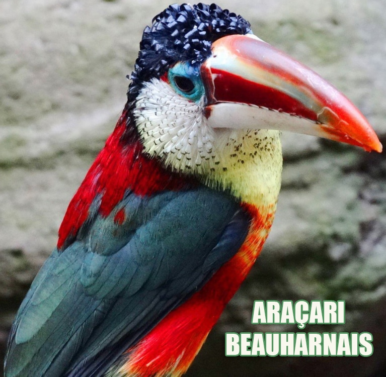 Ave Araçari de Beauharnais