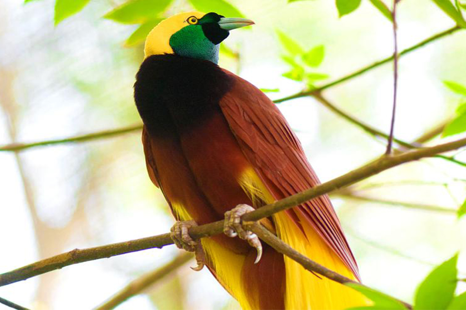 Aves del paraíso