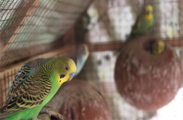 Aves exóticas domésticas