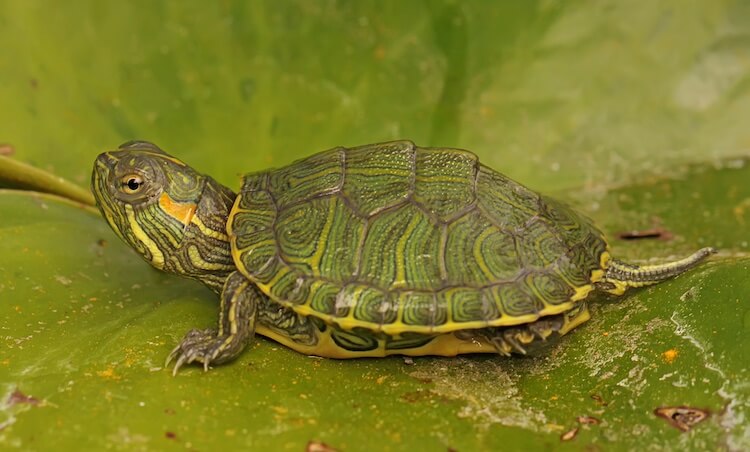 Bebé de deslizador de orejas rojas