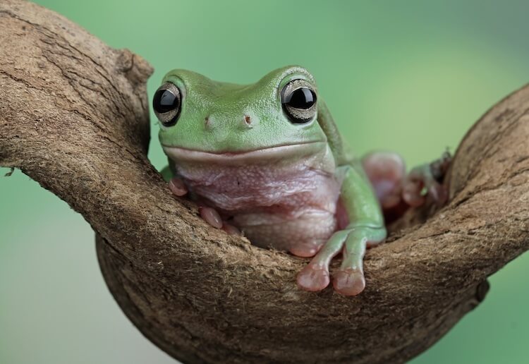 Rana arbórea blanca bebé