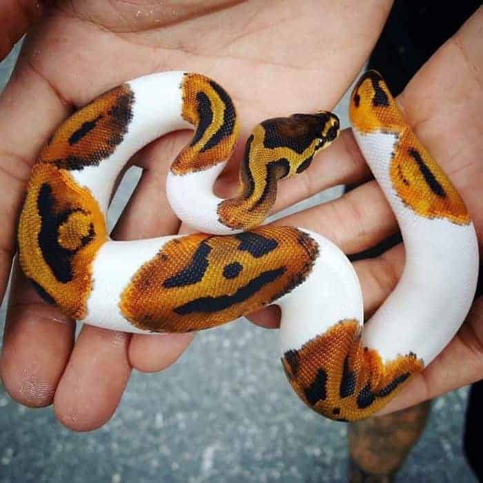 Lindo pitón bola con patrón de jack-o-lantern