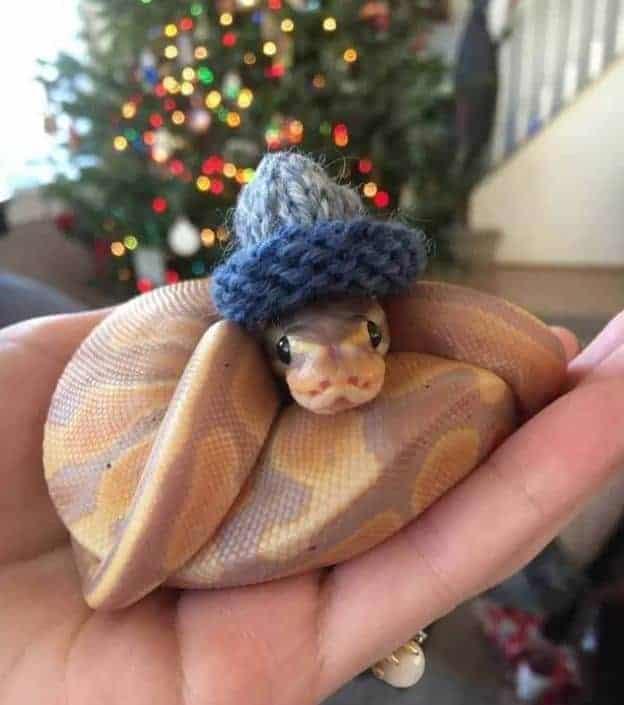 lindo pitón bola con un pequeño sombrero de punto en
