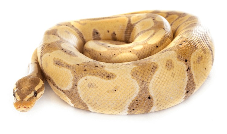 Pitón bola de plátano