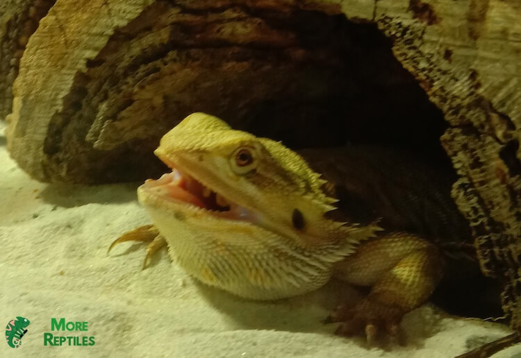 Dragón barbudo en un hide refrescándose