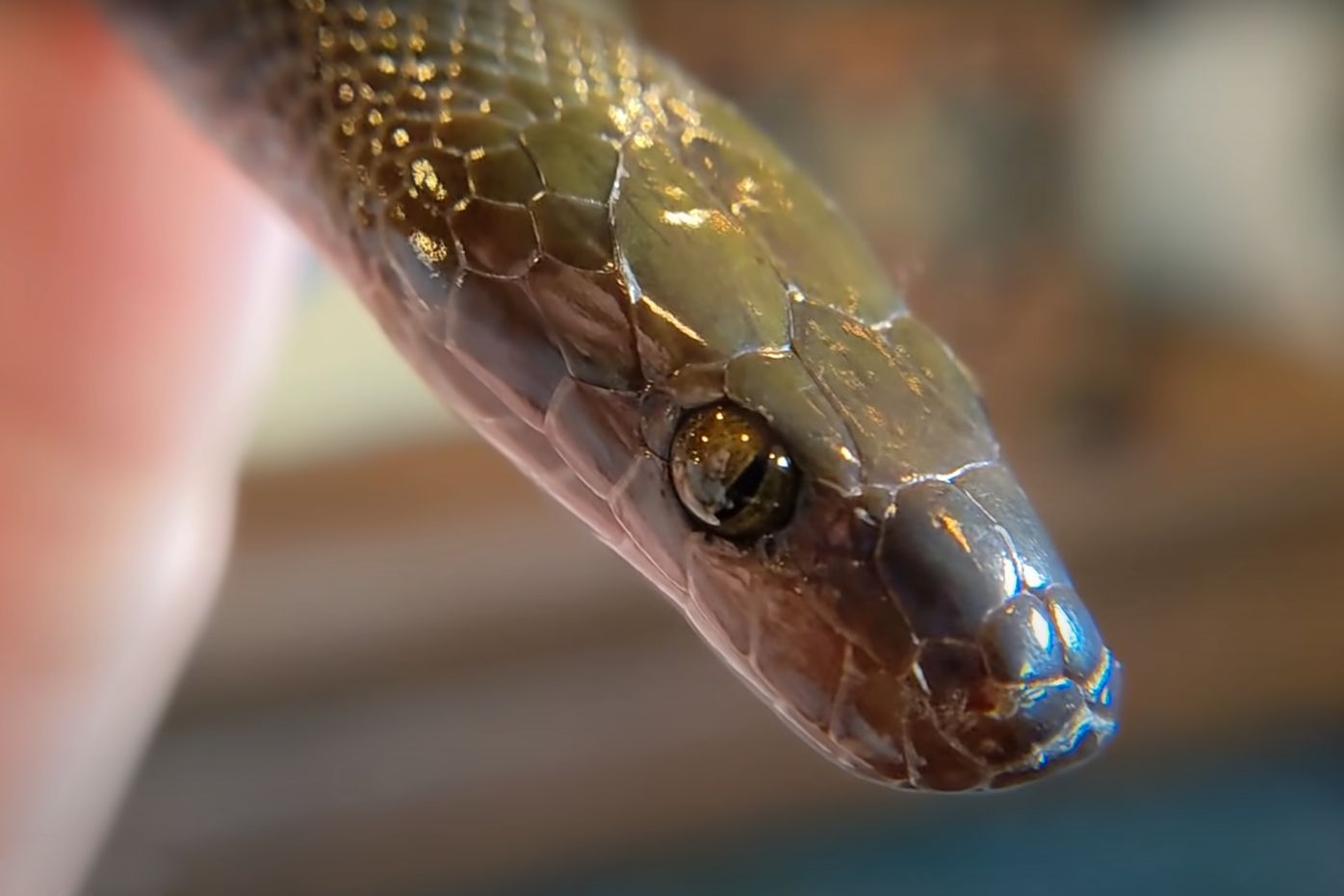 Serpiente doméstica negra