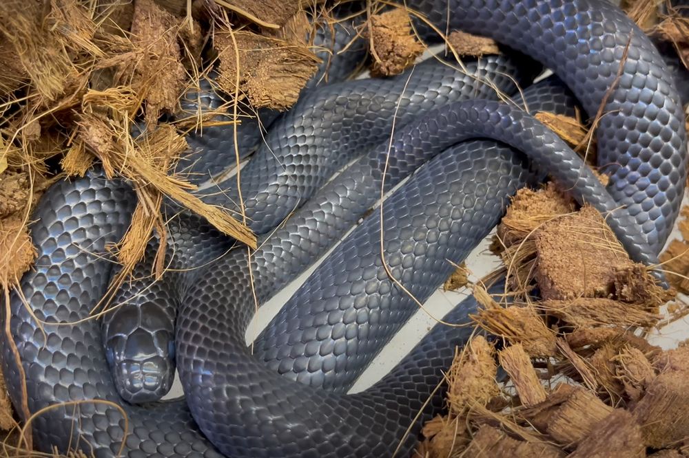 Serpiente de leche negra