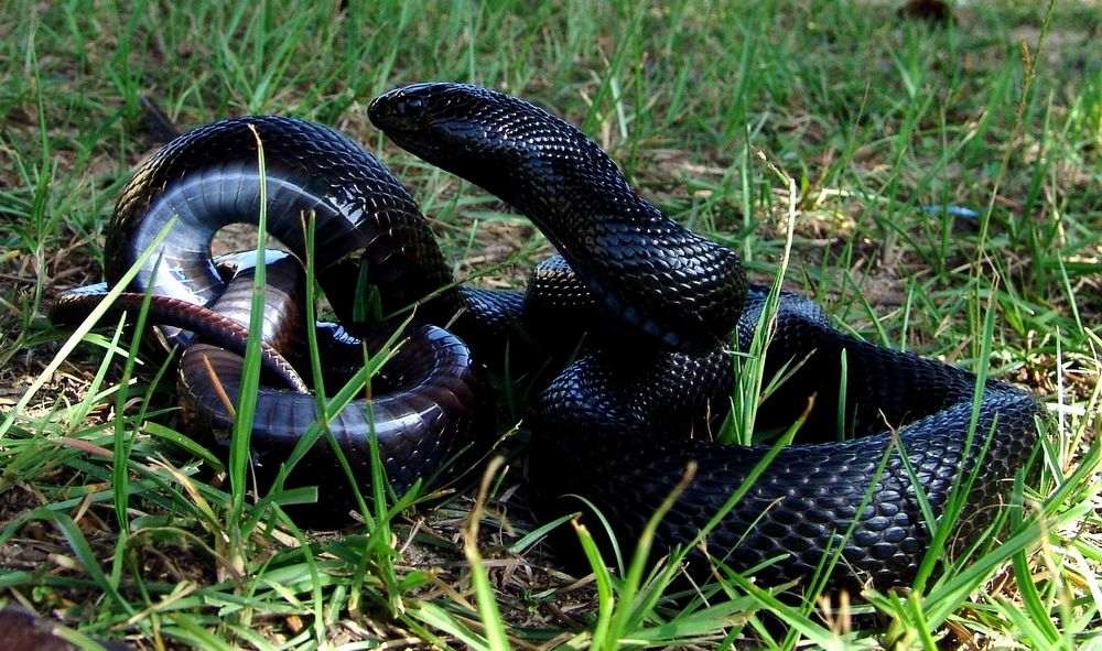 Serpiente del pino negro