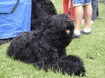 Black Russian Terrier