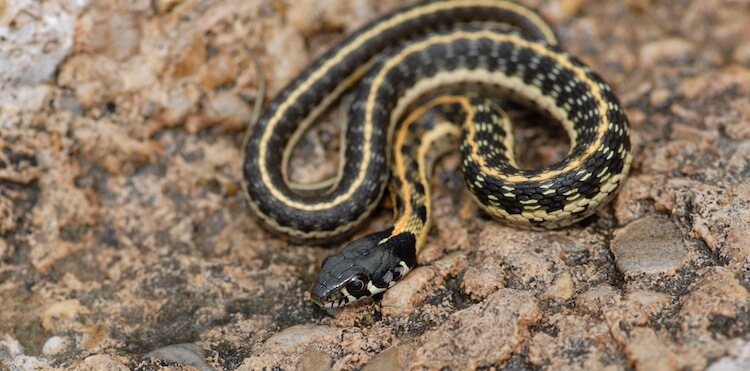 Lirio de cuello negro en una roca