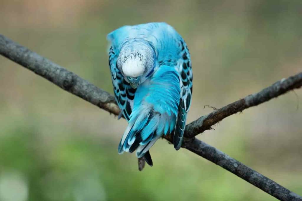 Periquito azul: 5 consejos para mantenerlos vivos más tiempo 3 Vida útil del periquito azul 2 Vida útil del periquito azul: 5 consejos para mantenerlos vivos más tiempo
