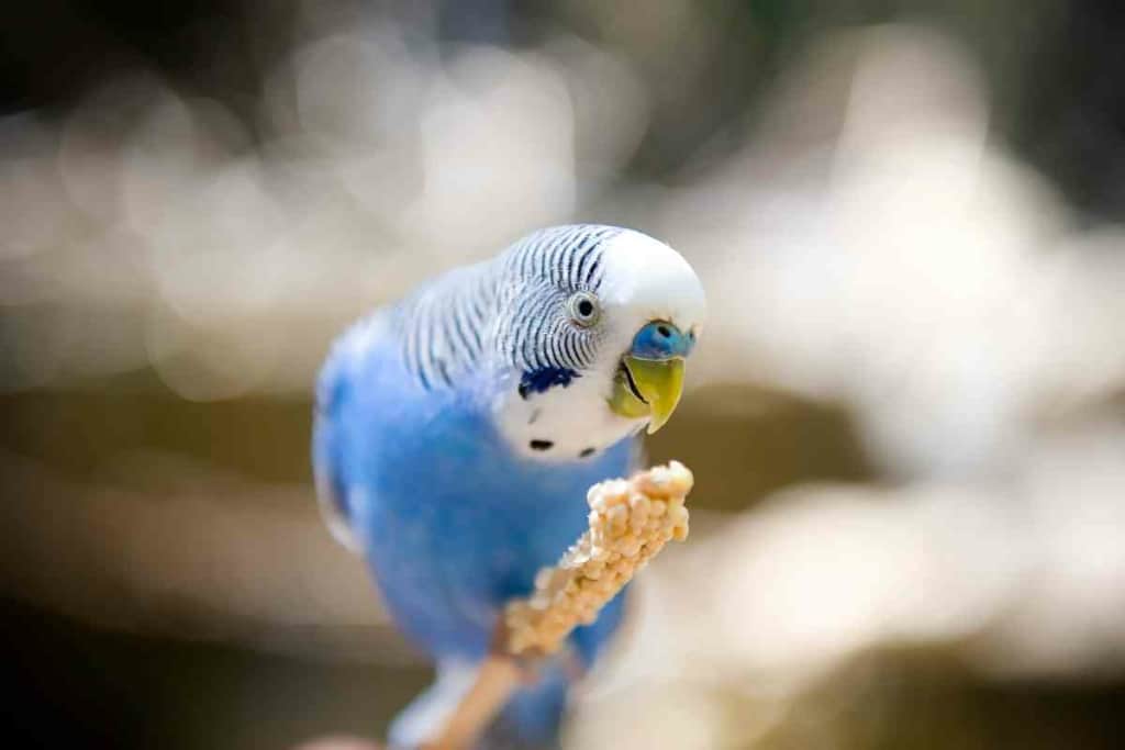 Vida útil del periquito azul: 5 consejos para mantenerlos vivos durante más tiempo 4 Vida útil del periquito azul 3 Vida útil del periquito azul: 5 consejos para mantenerlos vivos más tiempo