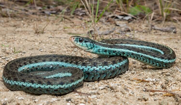 Primer plano de la liga de rayas azules en un camino de tierra