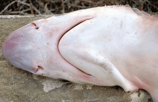 Boca del tiburón lechoso