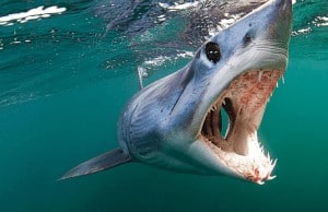 Boca del tiburón marrajo común