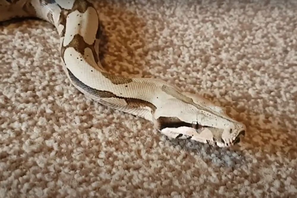 Boa boliviana de cola corta